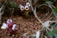 Curcuma neilgherrensis